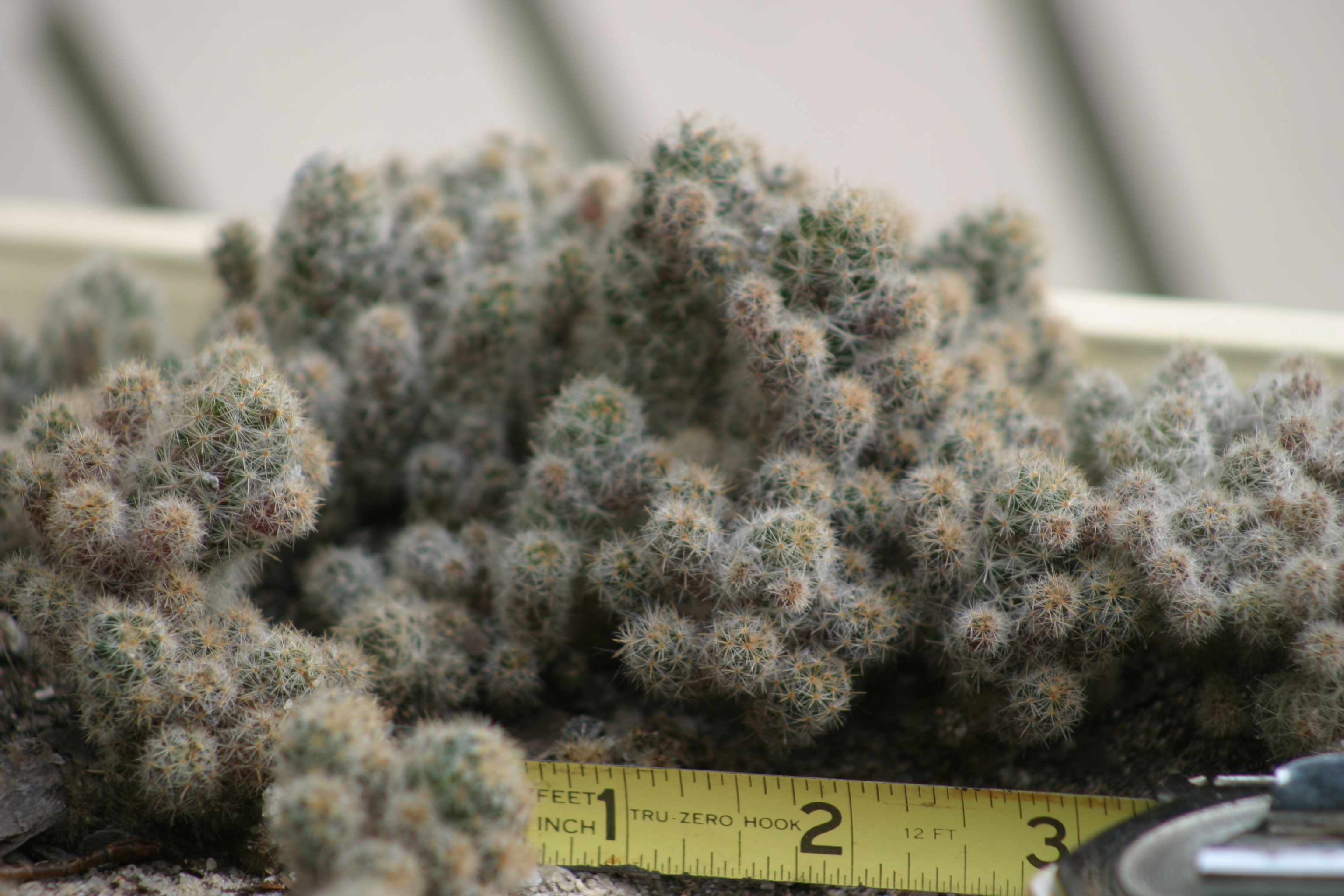 Cactus Identification