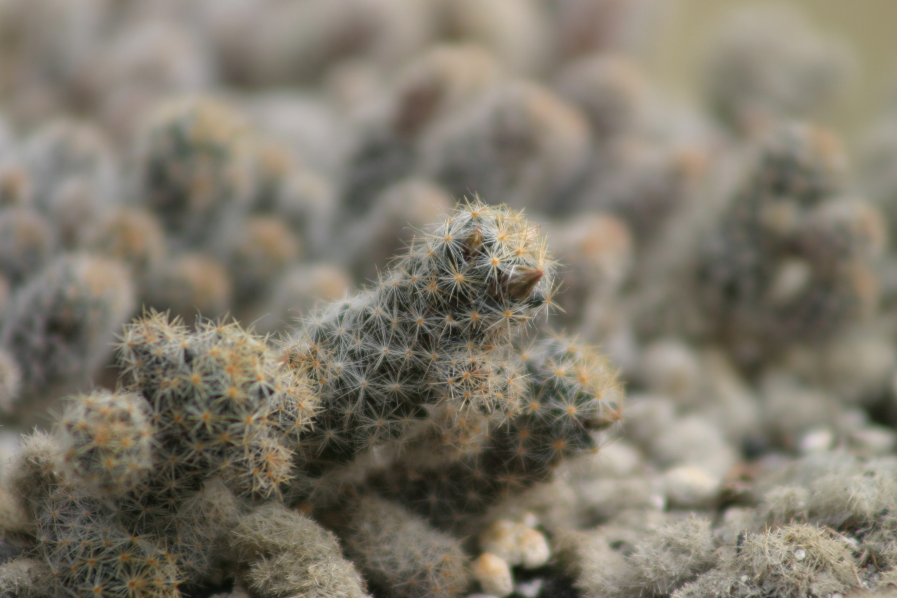 Cactus Identification